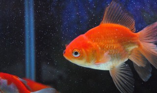 金鱼产卵后怎么处理呢 金鱼产卵后的处理方法