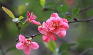 愿字开头的句子文艺 有关愿字开头的句子文艺