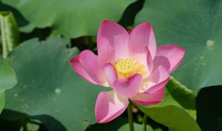 佛教各色莲花的寓意象征意义 佛教莲花的寓意