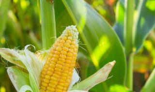 老坛玉米发酵方法 老坛玉米发酵步骤