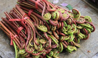 蕨菜不能多吃吗 蕨菜多吃好吗