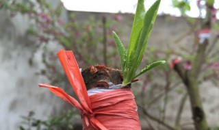 桃树什么时候嫁接最好 桃树嫁接时间