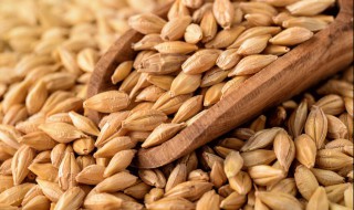 小麦怎样储存才能发芽 如何让小麦发芽