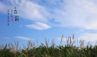 立秋后种什么蔬菜 立秋后适合种的蔬菜介绍