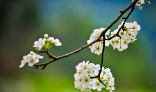 十二个月怎么分季节 十二个月如何分季节