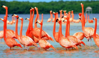 火烈鸟为什么是红色的 火烈鸟是红色的原因介绍