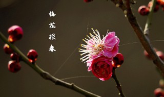 一任群芳妒前句是什么 一任群芳妒原文及翻译介绍