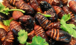 蚕蛹的正确吃法 蚕蛹怎么吃