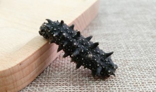 海参的正确吃法 正确吃海参的方法