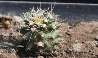 仙人球有毒吗 仙人球是不是有毒