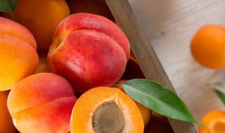 水果生的小飞虫怎么办 水果生的小飞虫如何办