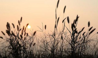 野火烧不尽春风吹又生寓意是什么 野火烧不尽的出处