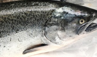 鲜活三文鱼怎么清洗干净 鲜活三文鱼如何清洗干净