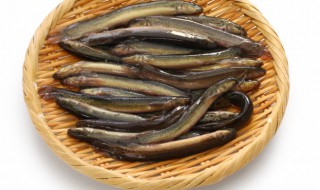 如何清洗干净的泥鳅 泥鳅如何清洗干净