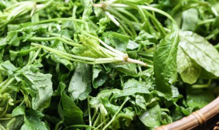 荠菜要焯水吗 荠菜要不要焯水