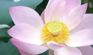 清水出芙蓉下一句是什么 经乱离后天恩流夜郎忆旧游书怀赠江夏韦太守良宰原文