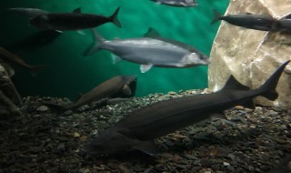 鱼是哺乳动物吗 鱼的介绍