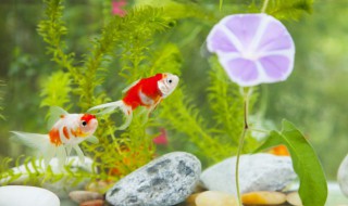 小鲤鱼跳龙门告诉了我们什么道理 小鲤鱼跳龙门的道理