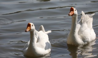 天鹅的故事告诉我们的道理 天鹅的故事告诉我们什么道理