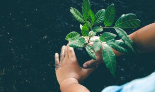 拔苗助长的寓意是什么 拔苗助长的寓意介绍