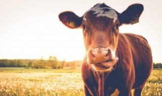 牛反刍是什么意思 牛反刍的含义