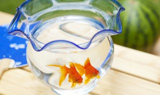 刚买的鱼缸如何处理 刚买的鱼缸处理方法