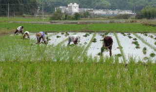 才了蚕桑又插田的意思是什么 才了蚕桑又插田是什么意思