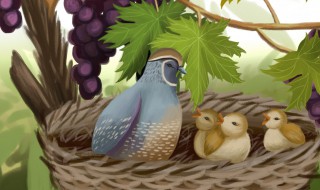 蒙鸠为巢的的翻译 蒙鸠为巢的意思