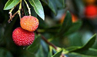 草莓树是真的吗 草莓树是否是真的