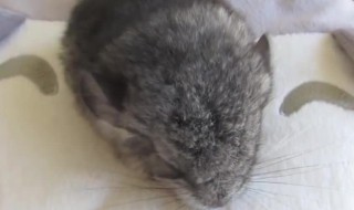 龙猫是鼠类吗 龙猫属于哪一类