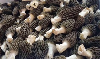新鲜羊肚菌的保存与吃法 新鲜羊肚菌怎么保存怎么吃