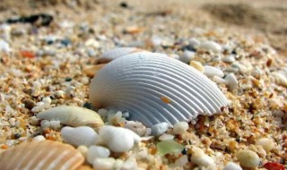 贝壳属于什么垃圾 贝壳是什么垃圾