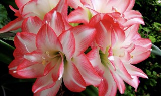 朱顶红如何养大球 朱顶红养殖大球的方法