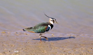 栖息读音 栖息怎么读