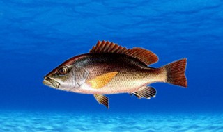 鱼周这个字念什么 鱼周怎么读