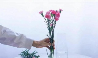 康乃馨水养技巧 康乃馨水养技巧介绍