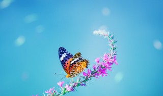 适合阳光信用的文案养号 阳光信用的文案