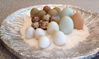 鸽子蛋煮多长时间 鸽子蛋煮多久时间