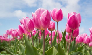郁金香开花的时间 郁金香的花期是几月份