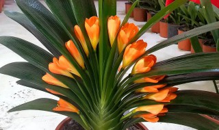 君子兰花期多长时间 君子兰花期有多长呢