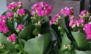 长寿花可以放卧室吗 长寿花可不可以放卧室