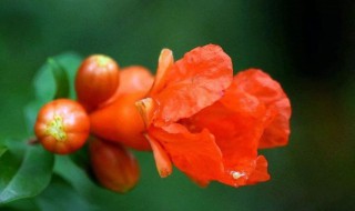 石榴花的特点是什么 石榴花有什么特点