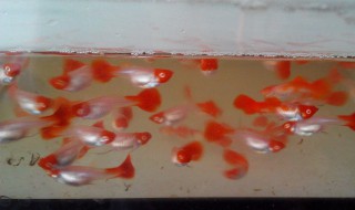 孔雀鱼幼鱼怎么养 怎么养孔雀鱼幼鱼