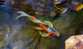 锦鲤的饲养 锦鲤的饲养应该怎么做