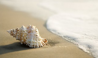 海螺清洗干净清蒸 海螺的简易做法