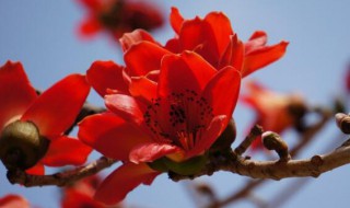 木棉花什么时候开花 木棉花何时开花