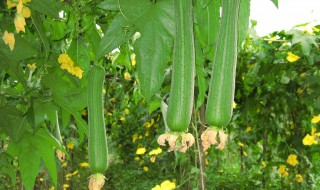 怎么清洗丝瓜干净 清洗丝瓜的方法