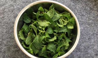 薄荷怎么清洗最干净 薄荷如何清洗最干净