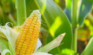 春耕夏耘秋收冬藏意思 春耕夏耘秋收冬藏含义