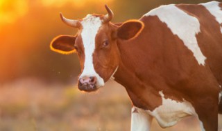 气冲斗牛是什么意思 气冲斗牛的含义